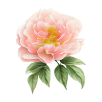 aquarelle des roses . ai généré png