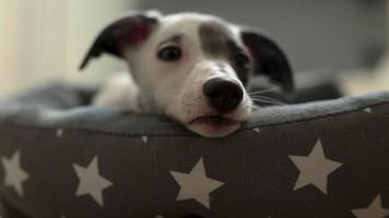 Cute pet whippet puppy resting in her day bed video