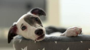 Cute pet whippet puppy resting in her day bed video