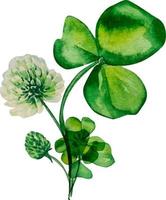 Shamrock and clover watercolor composition, on white background vector