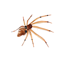 acuarela araña . ai generado png