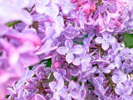 Lilac bushes Spring Blooming. Spring background photo