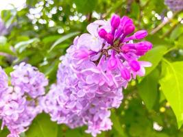 Lilac bushes Spring Blooming. Spring background photo