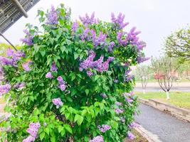 Lilac bushes Spring Blooming. Spring background photo