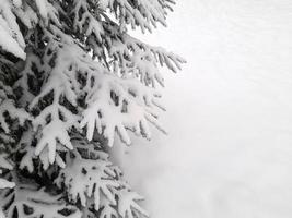 Christmas tree in the snow. Christmas tree branches covered with snow photo