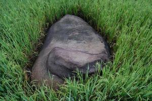 a rock in the middle of a rice field photo