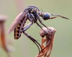 flower flies that perch on grass flowers photo