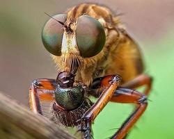 Robberfly with prey photo