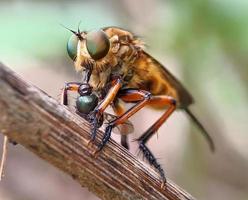 Robberfly with prey photo