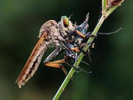 Robberfly with prey photo