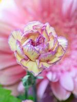 A yellow flower with a pink background. photo