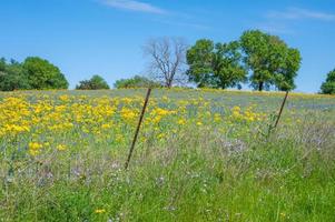 A barbed wire fence borders a tree lined hilltop under a blue sky in spring. photo