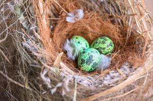 bird nest on tree branch with three eggs inside, bird eggs on birds nest and feather in summer forest photo