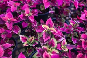 colorful plant wall beautiful plant in pot, coleus many kinds red green purple and pink leaves of the coleus plant, Plectranthus scutellarioides photo