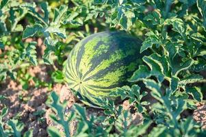 watermelon field with watermelon fruit fresh watermelon on ground agriculture garden watermelon farm with leaf tree plant, harvesting watermelons in the field photo