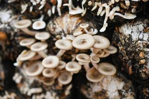 mushroom farm with fresh mushroom growing on mushroom spawn - Lentinus squarrosulus photo