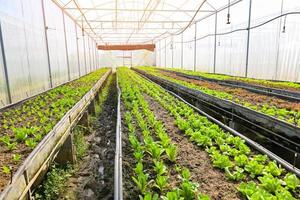 huerta vegetal del suelo huerta, lechuga cos verde orgánica horticultura con plantación de lechuga vegetal fresca de hoja verde, en el jardín de invernadero jardinería ecológica naturaleza foto