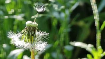 Dandelion seeds blowing in the wind on a blurred green background video