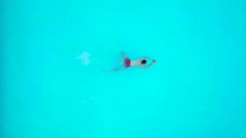 View from the top as a man jumping and dives into the pool and swims under the water video