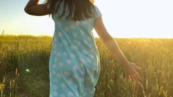 femmina mano toccante Grano su il campo nel un' tramonto leggero video