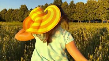 vrouw hand- aanraken tarwe Aan de veld- in een zonsondergang licht video