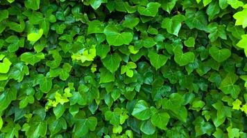 Wall is covered with green leaves that sway in the wind video