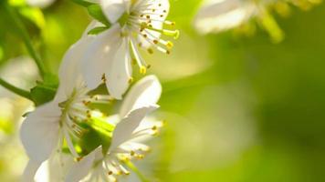 Blossoming apple tree close-up in sunlight video