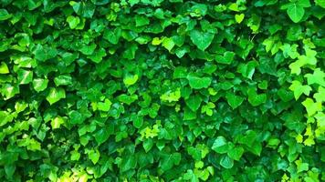 Wall is covered with green leaves that sway in the wind video