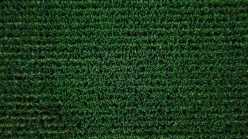 Aerial view of a green corn field video