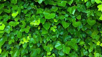 Wall is covered with green leaves that sway in the wind video