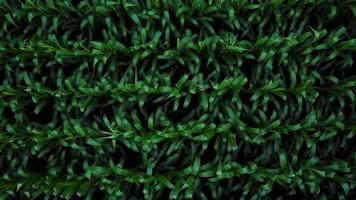 Aerial view of a green corn field video