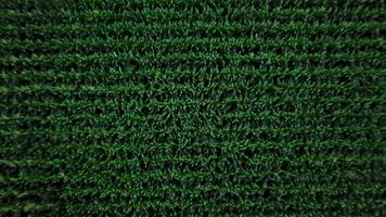 antenn se av en grön majs fält video