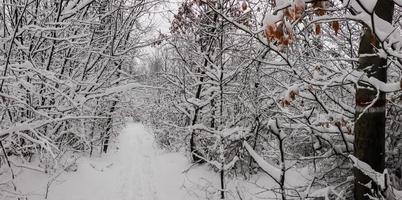 excursionismo camino con lote de nieve a el ramas desde arboles y arbustos en el bosque panorama foto
