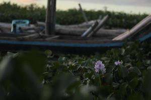 Water Hyacinth  with a single purple flower photo