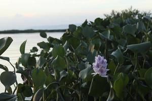 Water Hyacinth  with a single purple flower photo