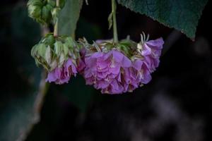 small flower warm summer day in the garden against the backdrop of green leaves photo