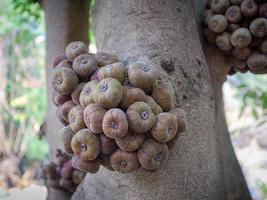 Elephant ear figs under the fig tree also known as ficus auriculata or roxbourgh fig with a cluster of its unusual glabrescent fruit attached to the trunk found in nature in Asia, photo