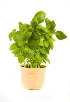 basil in a pot on a white background photo