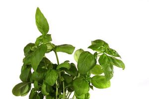 basil on a white background photo