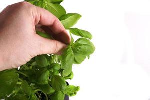 basil in a pot on a white background withe hand photo