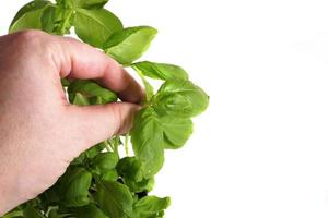 basil in a pot on a white background withe hand photo