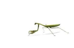 Praying Mantis  isolated on white background is a cute and herbivorous animal destroying farmer's garden plants on white background. photo