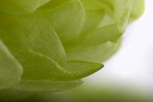 green hop cone closeup photo