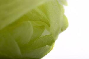 green hop cone closeup photo