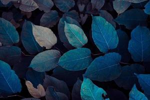 blue plant leaves in wintertime, blue background photo