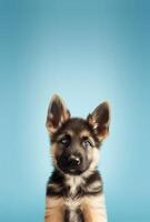 AI Generated German Shepherd Puppy Dog on Blue Background photo