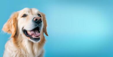 ai generado dorado perdiguero perro en azul antecedentes foto