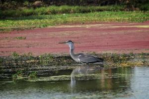 Pelicans in natural habitats are rarely found and almost extinct, this photo is located in the city of Demak, Indonesia