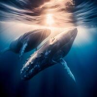 content, Humpback whale calves playing near the surface in blue water photo