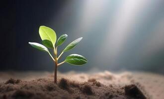 The Seedling Are Growing From The Rich Soil To The Morning Sunlight That Is Shining, Ecology Concept. content, photo